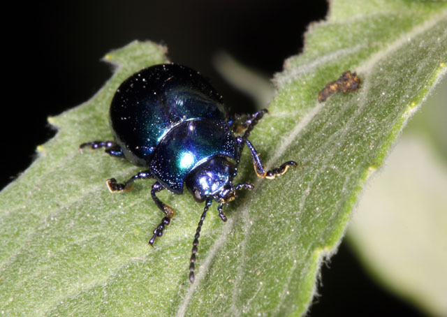 Oreina cacaliae - Copyright Denis Bourgeois